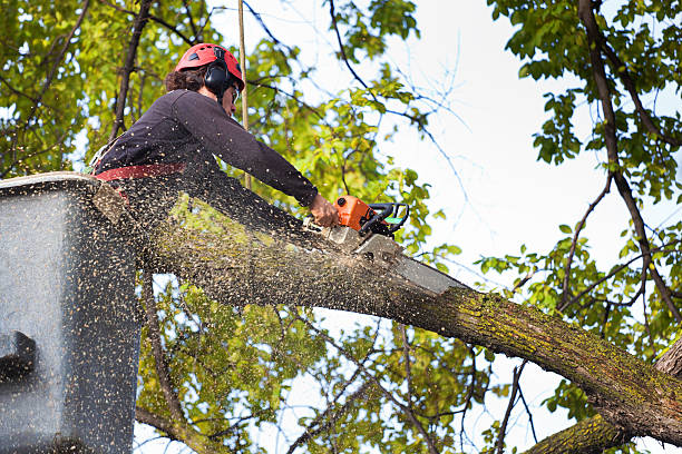 How Our Tree Care Process Works  in  West Point, NY